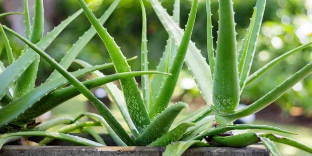 Aloe Vera Bitkisi Nasıl Bakılır Güneşi Severmi Nasıl Sulanır Aysha 1510